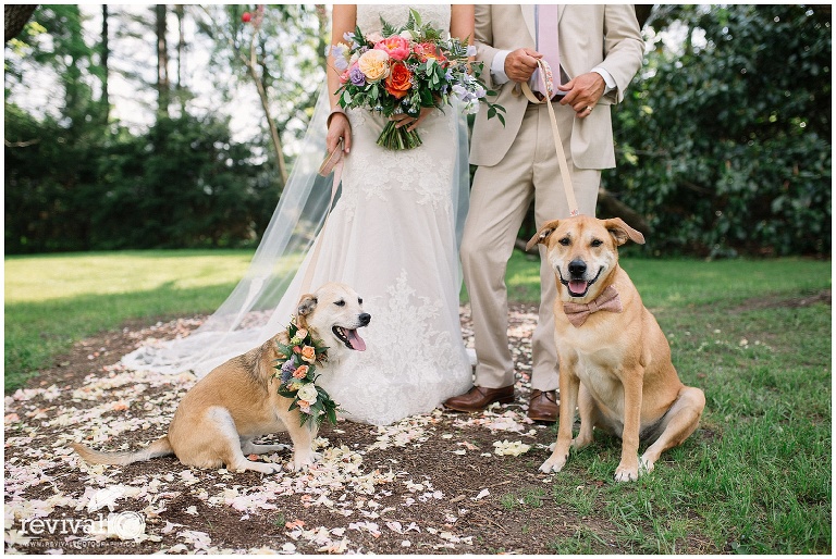 dogs as bridesmaid and groomsman